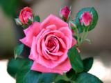 গোলাপ ফুলের পিকচার (Pictures of Rose Flower)