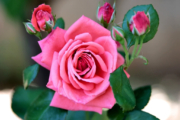 গোলাপ ফুলের পিকচার (Pictures of Rose Flower)
