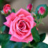 গোলাপ ফুলের ছবি (Picture of Roses)