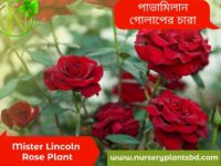 মিস্টার লিঙ্কন গোলাপ