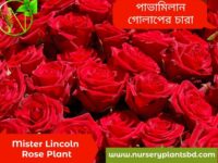 মিস্টার লিঙ্কন গোলাপ