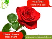 মিস্টার লিঙ্কন গোলাপ