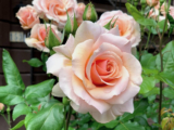 গোলাপ ফুলের ছবি (Picture of Roses)