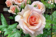 গোলাপ ফুলের ছবি (Picture of Roses)