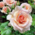 গোলাপ ফুলের পিকচার (Pictures of Rose Flower)
