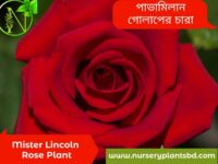 মিস্টার লিঙ্কন গোলাপ