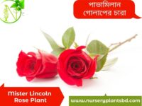 মিস্টার লিঙ্কন গোলাপ