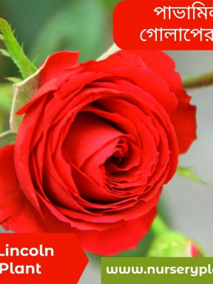%Title 2023 মিস্টার লিঙ্কন গোলাপ