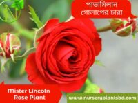 মিস্টার লিঙ্কন গোলাপ