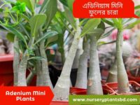 এডেনিয়াম