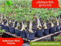 এডেনিয়াম মিনি ফুল গাছ