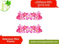 এডেনিয়াম মিনি ফুল
