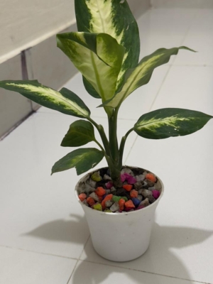 এগলোনিমা-১ফিট, টব-৪.৫” – Aglaonema