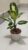 এগলোনিমা-১ফিট, টব-৪.৫” – Aglaonema