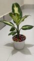 এগলোনিমা-১ফিট, টব-৪.৫” – Aglaonema