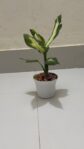 Aglaonema, এগলোনিমা