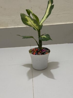 Aglaonema - এগলোনিমা-১ফিট, টব-৪.৫