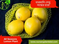 বারোমাসি লেবুর জাত