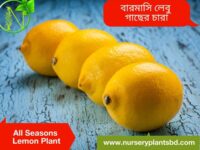 বারোমাসি লেবু