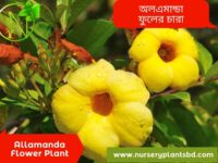 অলকানন্দা ফুল গাছ