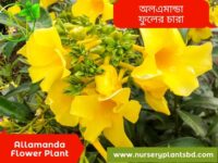 অলকানন্দা ফুল