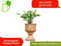 অলকানন্দা ফুল গাছ