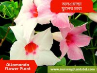 অলকানন্দা ফুল