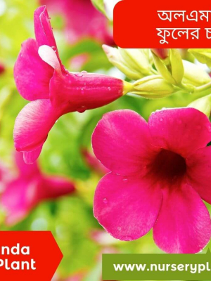 %Title 2023 অলকানন্দা ফুল গাছের চারা