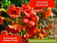 অলকানন্দা ফুল