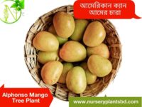 Alphonso Mango tree