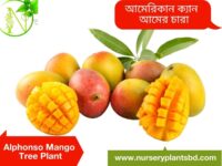 Alphonso Mango