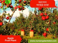 Apple Tree