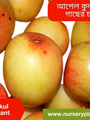 %Title 2023 কুল গাছ (আপেল)