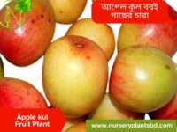কুল, আপেল কুল