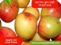 কুল গাছ (আপেল)