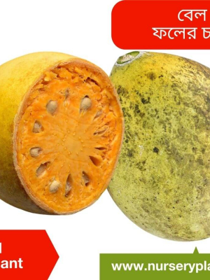 %Title 2023 বেল গাছ