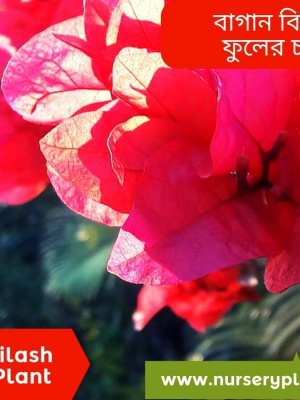 %Title 2023 বাগান বিলাস ফুল গাছের চারা