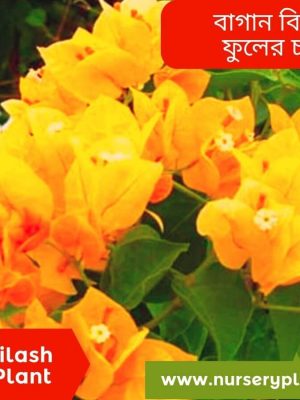 %Title 2023 Bagan Bilash Flower Plant For Sale
