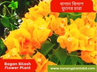 বাগান বিলাস