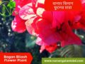 বাগান বিলাস ফুল গাছের চারা
