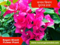 বাগান বিলাস ফুল
