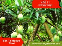 Bari 11 Mango