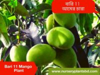 Bari 11 Mango
