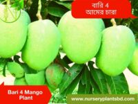 Bari 4 Mango