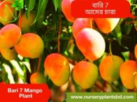 Bari 7 Mango