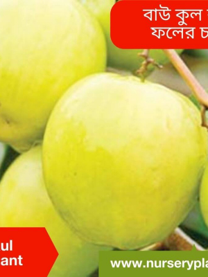 %Title 2023 বরই গাছ (বাউকুল)