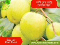 বরই