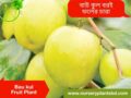 বরই গাছ (বাউকুল)