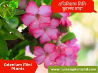 এডেনিয়াম মিনি