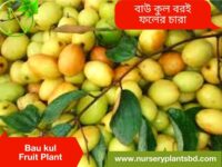 বাউকুল